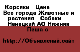 Корсики › Цена ­ 15 000 - Все города Животные и растения » Собаки   . Ненецкий АО,Нижняя Пеша с.